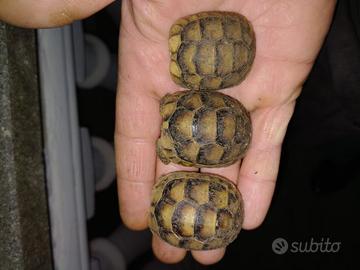 Tartarughe di terra hermani