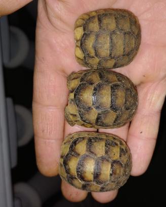 Tartarughe di terra hermani