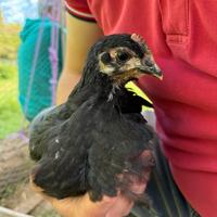 Pulcini e pulcinotti