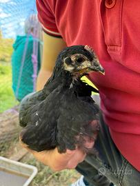 Pulcini e pulcinotti