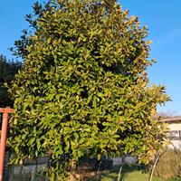 pianta magniolia 5 m circa