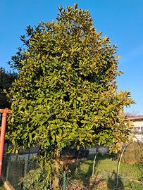 pianta magniolia 5 m circa