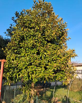 pianta magniolia 5 m circa