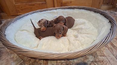 Bassotto cioccolato cuccioli