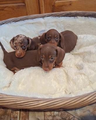 Bassotto cioccolato cuccioli