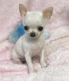 CHIHUAHUA CUCCIOLI TOY DISPONIBILI pag agevolato