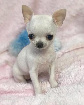 CHIHUAHUA CUCCIOLI TOY DISPONIBILI pag agevolato