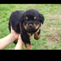 Cuccioli di rottweiler di alta genealogia