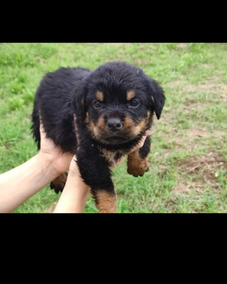 Cuccioli di rottweiler di alta genealogia