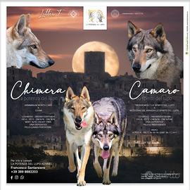 Cane lupo Cecoslovacco