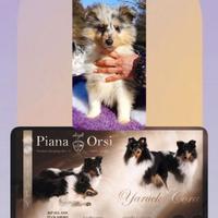 Shetland sheepdog maschio Blue merle