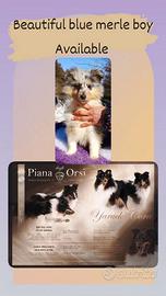 Shetland sheepdog maschio Blue merle
