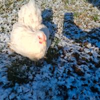 Gallina cocincina nana