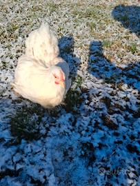 Gallina cocincina nana