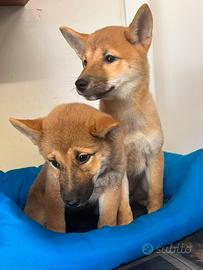 Cane shiba inu ( cuccioli disponibili)