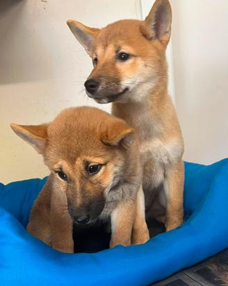Cane shiba inu ( cuccioli disponibili)