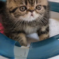 Gatto cucciolo di exotic