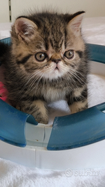 Gatto cucciolo di exotic