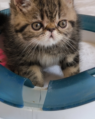 Gatto cucciolo di exotic