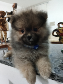 Spitz cucciolo morbidissimo