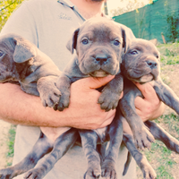 Cuccioli mastino napoletano