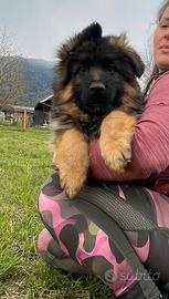 Cuccioli di pastore tedesco