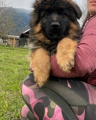 Cuccioli di pastore tedesco