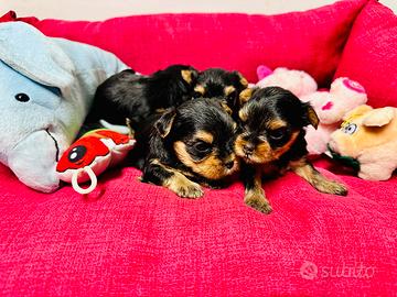 Cucciolo di Yorkshire