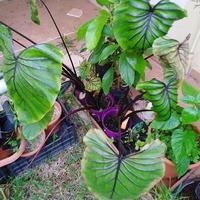 Colocasia Pharaohs mask 