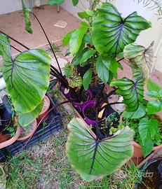 Colocasia Pharaohs mask 