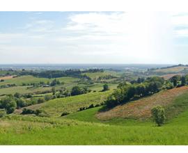 Vigneto a BERTINORO con Attrezzaia 2.80Ha