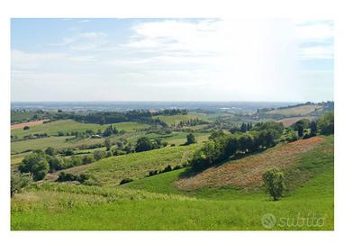 Vigneto a BERTINORO con Attrezzaia 2.80Ha