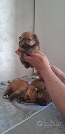 Cuccioli di spitz pomerania taglia mini toy
