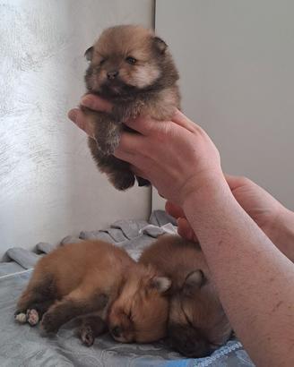 Cuccioli di spitz pomerania taglia mini toy