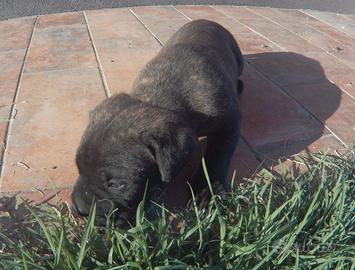 Cuccioli di Cane Corso