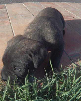 Cuccioli di Cane Corso