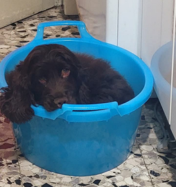 Cocker spaniel inglese nero femmina 5 mesi