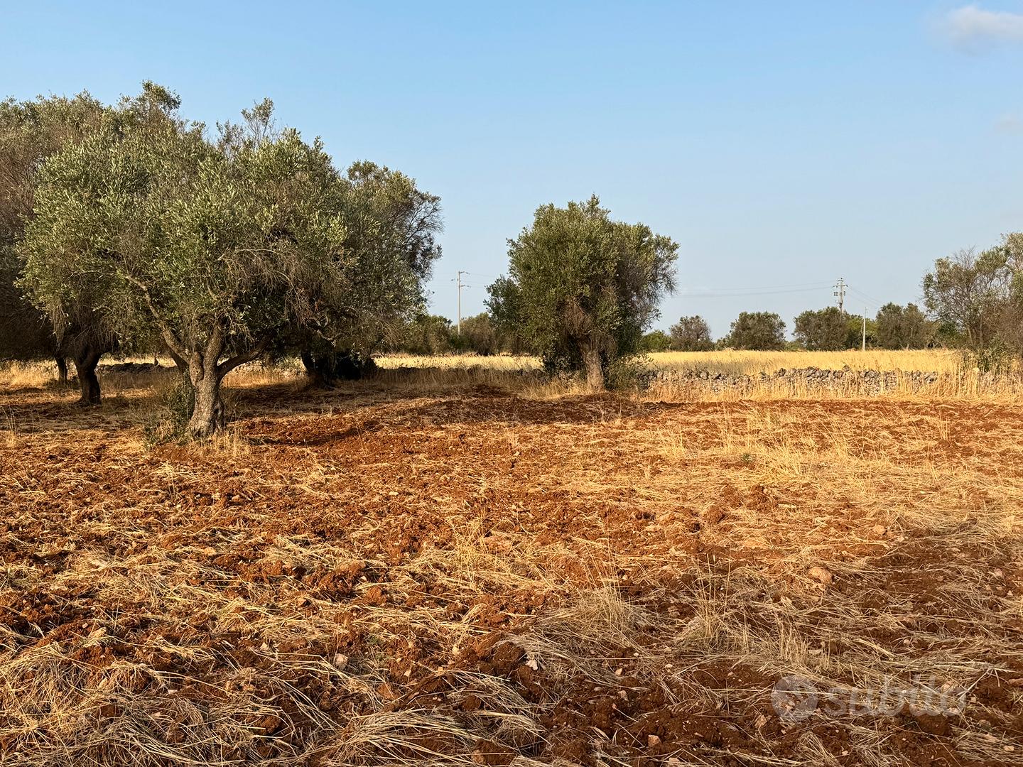 Terreno con uliveto - Vista 3