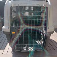 Pet around you  trasportino Caravan