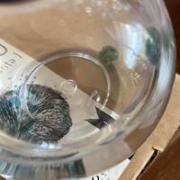 MARIMO alga giapponese originale