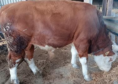 Vitello Simmental - Foggia