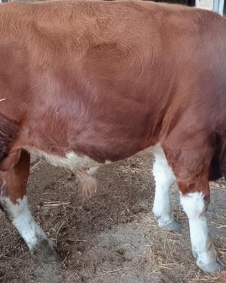Vitello Simmental - Foggia