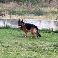 Maschio per accoppiamento