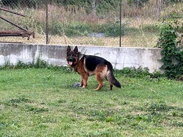 Maschio per accoppiamento