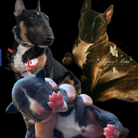 Bull terrier miniature