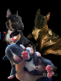 Bull terrier miniature