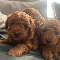 Cuccioli barboncini toy maschietti femminucce