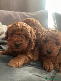 Cuccioli barboncini toy maschietti femminucce