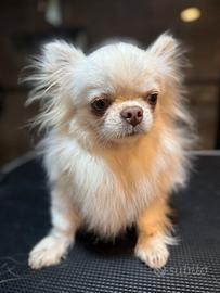 Chihuahuha per monta bianco pelo lungo