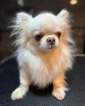 Chihuahuha per monta bianco pelo lungo